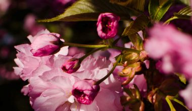 bloemen, kleurinspiratie, blog