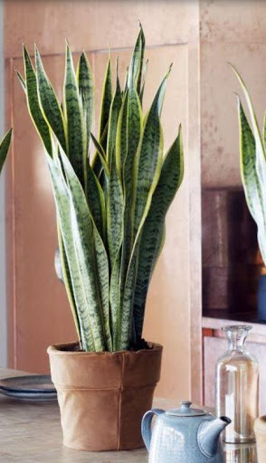 Deze kamerplanten overleven de (zomerse) hitte in je huis 5